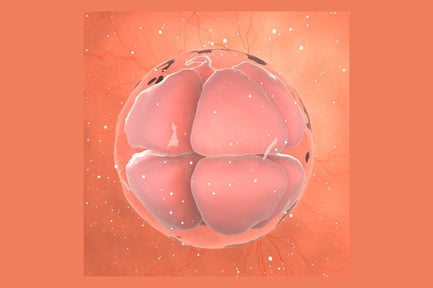 Visualização: Embrião precoce - estágio de oito células