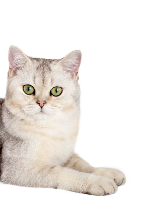 Preview: Half of the cute white cat is lying, looking out from somewhere on the side with its front paws