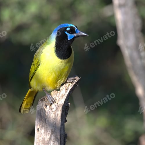Preview: Green Jay Perched on Branch