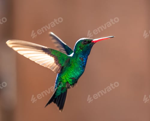 Preview: Vibrant hummingbird in mid-flight with iridescent green and blue feathers.
