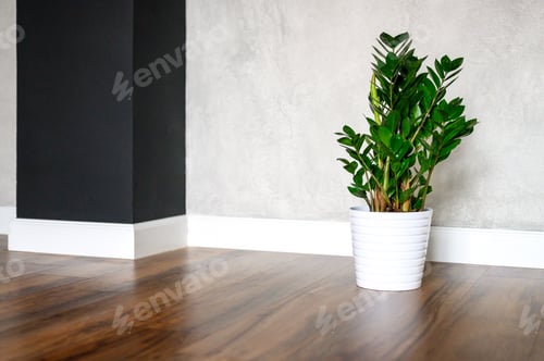 Preview: green plant zamioculcas in a pot on a wooden floor against a gray concrete wall. minimal interior