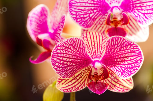 Preview: Orchids