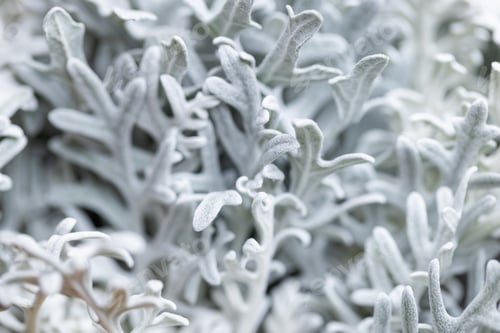Preview: Leaves of Jacobaea maritima plant