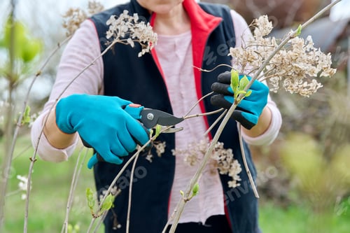 Preview: Hands of female gardener in gloves with secateurs pruning hydrangea bush