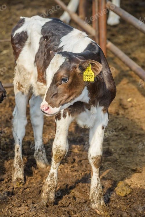 Preview: cow farm