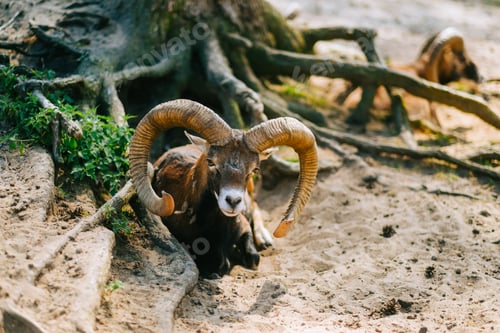Preview: Mouflon ram on a pasture in natural environment.