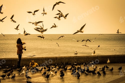 Preview: The girl feeds seagulls near the sea. Evening sunset. Embankment. Birds in flight.