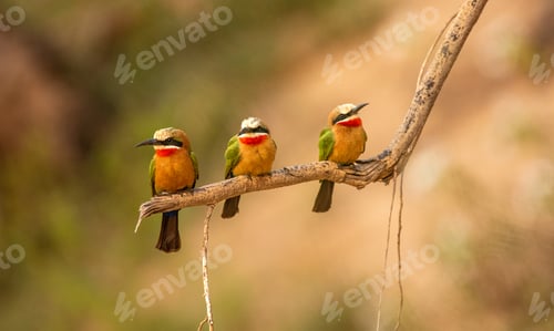 Preview: White-fronted bee-eaters, Merops bullockoides, perched together.