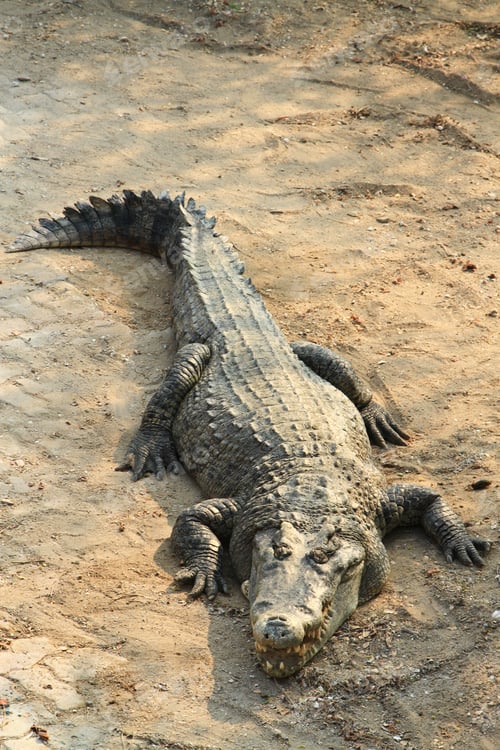 Preview: Crocodile on the ground.