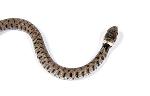 Preview: Grass snake, Natrix natrix, Isolated on white