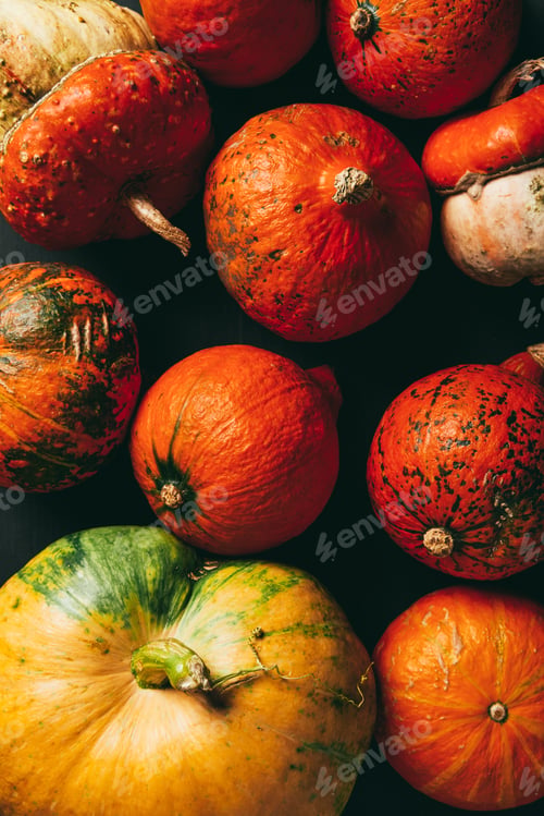 Preview: top view of background with colorful organic pumpkins