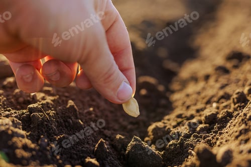Preview: Farmer's hand planting seeds in the soil in rows, successful agribusiness, pumpkin seeds