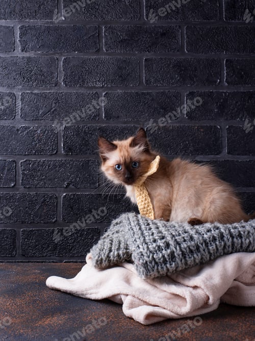Preview: Little funny kitten on knitted plaid