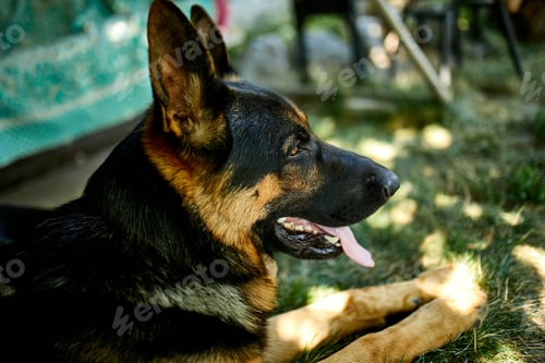 Preview: Happy German Shepherd in profile with a protruding