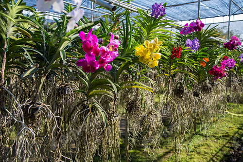 Preview: Bai Orchid and Butterfly Farm at Chiang Mai, Thailand