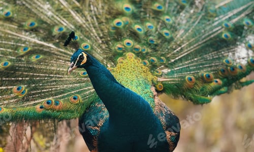 Preview: Peacock