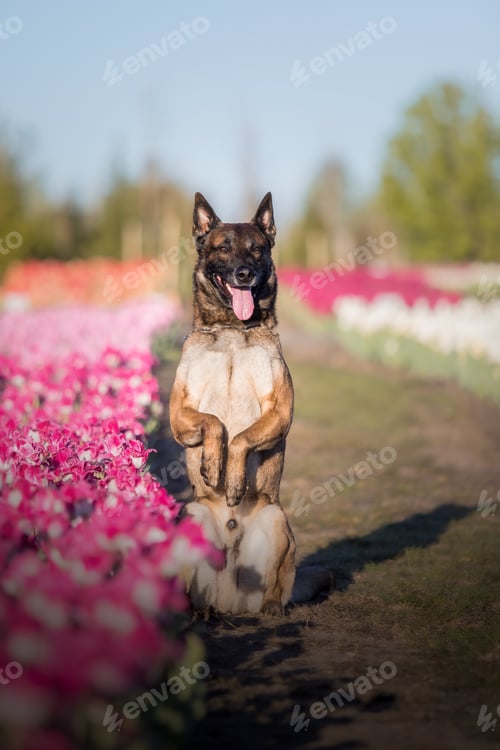 Preview: Malinois dog in a field of tulips