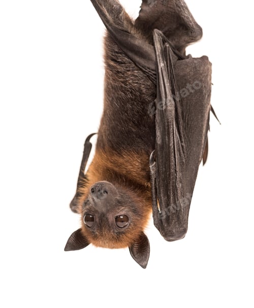 Preview: Lyle's flying fox hanging from a branch, Pteropus lylei, isolate