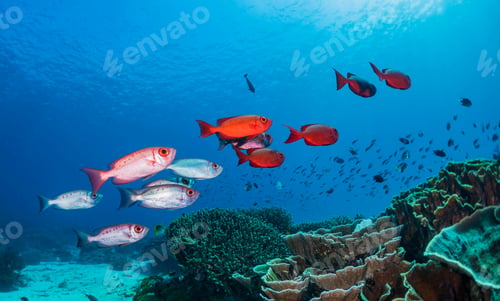 Preview: Coral reef and fish underwater photo. Underwater world scene.