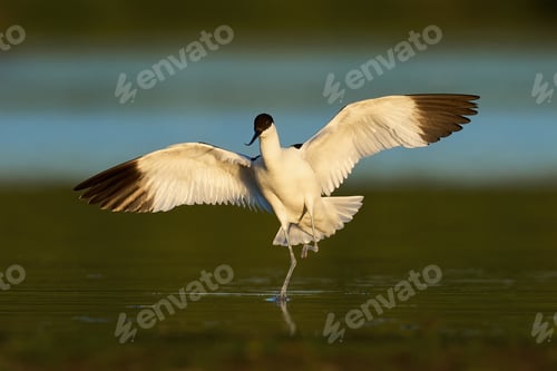 Preview: Pied avocet (Recurvirostra avosetta)