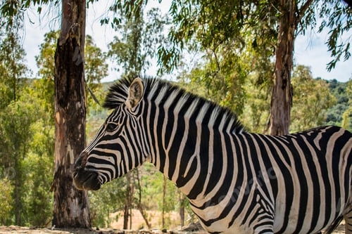 Preview: Zebra stands in a sunlit forest, showcasing its striking black and white stripes