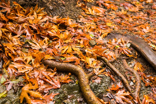 Preview: Autumn nature with rocks and leaves