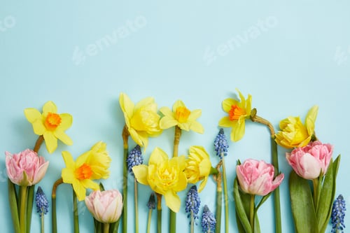 Preview: top view of pink tulips, yellow daffodils and blue hyacinths on blue background