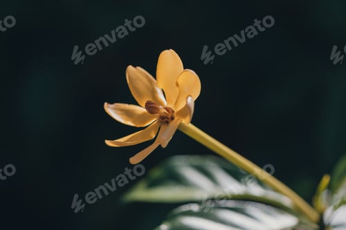 Preview: Yellow flower.