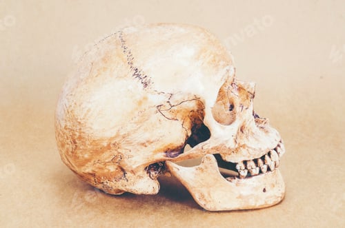 Preview: human skull anatomy on background, vintage filter image
