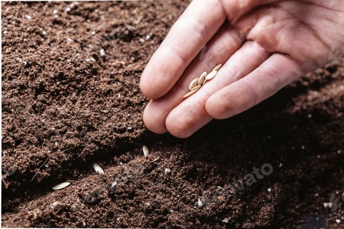 Preview: Closeup of a males hand planting seeds