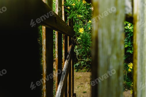 Preview: View through the aged wooden fences of a garden of yellow daisy bushes