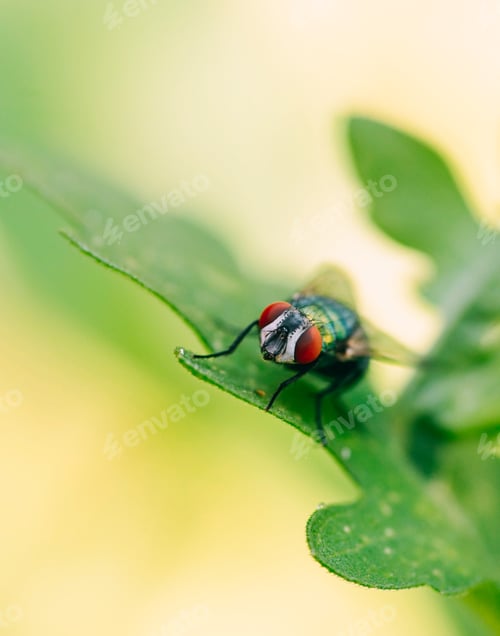 Preview: Nature zoomed in, close up of common house fly outdoors