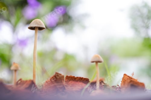 Preview: Mushrooms in the forest close up with blur bokeh image.