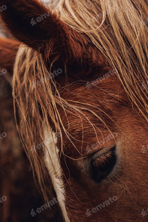 Preview: Vertical closeup of a brown horse's eye against a blurry background