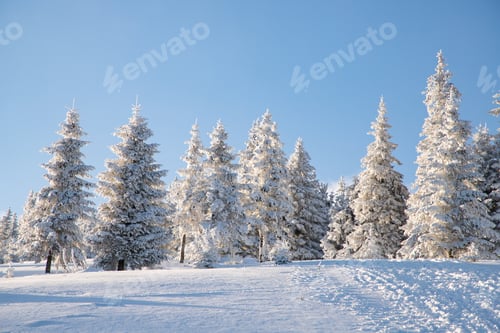 Preview: amazing winter landscape with snowy fir trees in the mountains