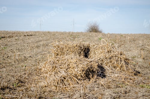 Preview: Winter agricultural landscape.