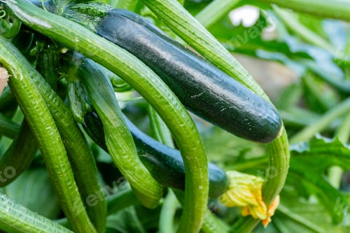 Vista previa: zucchini in bloom on vegetables orchard in harvest summer season