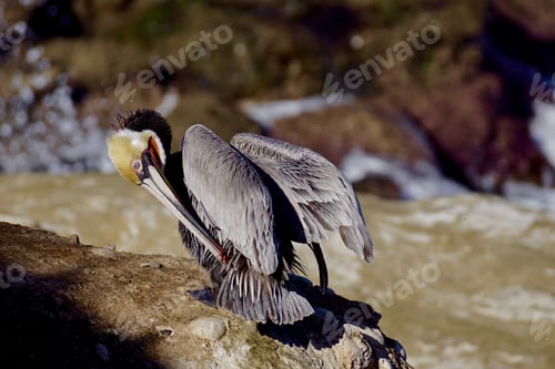 Preview: Beautiful Pelican in La Jolla California, tonythetigersson Tony Andrews Photography, cleaning,