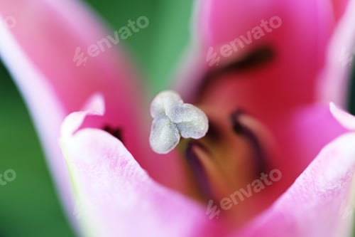 Preview: Micro of pink flower background