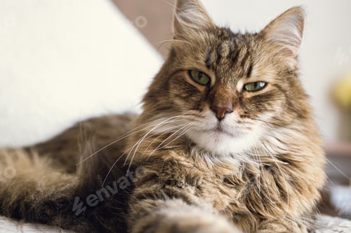 Preview: Portrait of adorable serious tabby cat relaxing on blanket and pillows