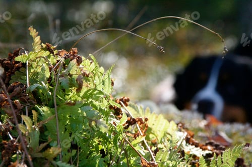 Preview: a closeup of leaves and plants covered by sunlight