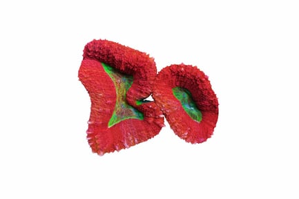 Overlapping elongated coral-like structures