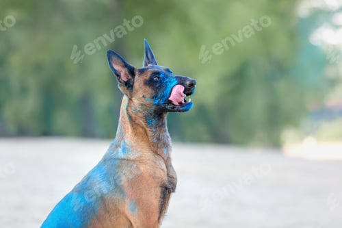 Preview: Belgian Shepherd dog playing on the beach with holi colors. Holi festival. Dog holi photo. Malinois