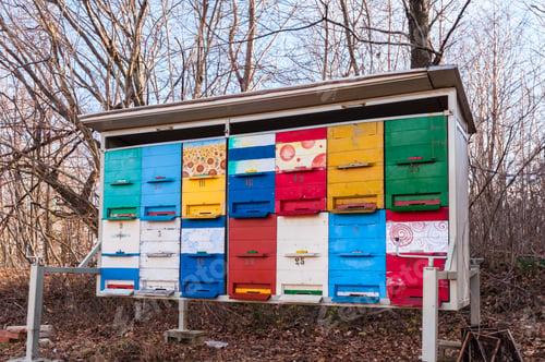 Preview: Hives of bees in the apiary.