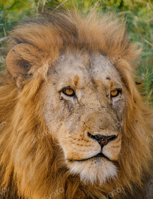 Preview: African Lions during safari game drive in Kruger National park South Africa