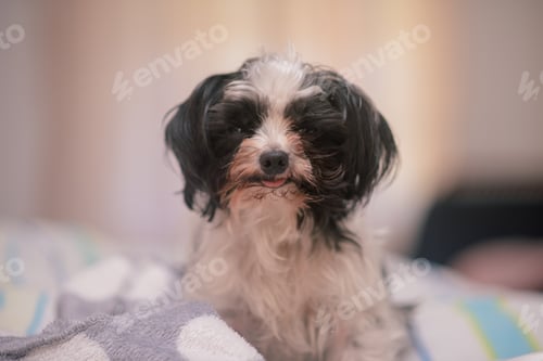 Preview: portrait