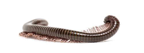 Preview: Ghana speckled leg millipede, Atopochetus specie, arching its body, showing its many legs