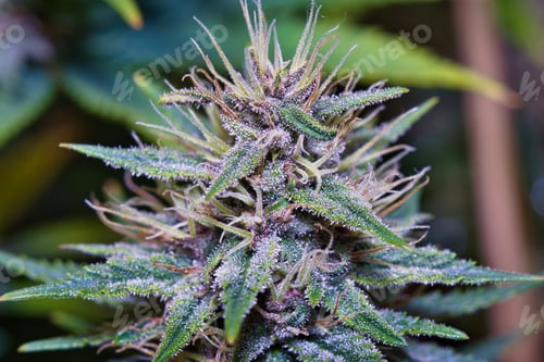 Preview: Macro shot of a flower cannabis plant with green leaves on an isolated background