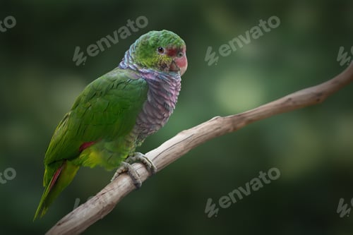 Preview: Vinaceous-breasted Amazon Parrot (Amazona vinacea)