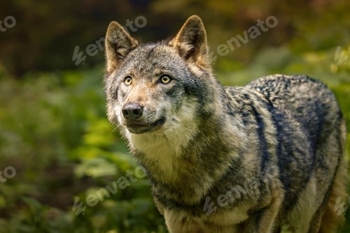 Preview: Wolf resting in grass near bushes.